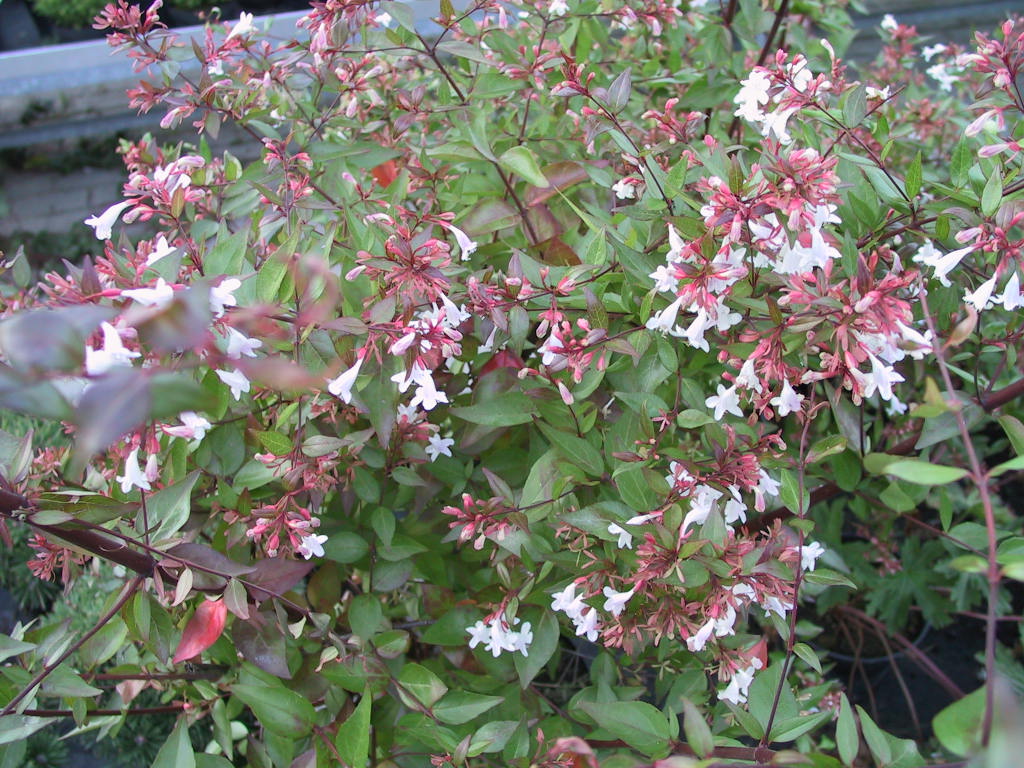 Abelia grandiflora nah.jpg